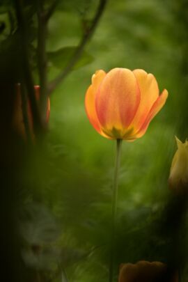 "schlicht: Tulpe" von Friederike