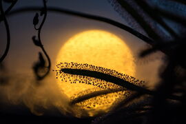 Sonnentau am Morgen - Der Blick der Fliege